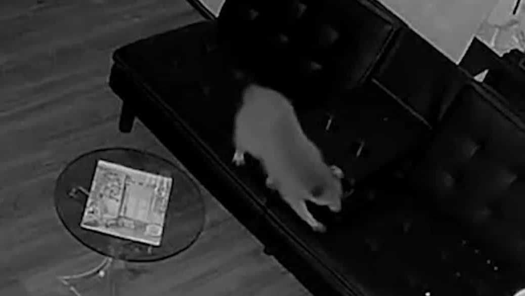 Raccoon causes chaos in a Pittsburgh small business