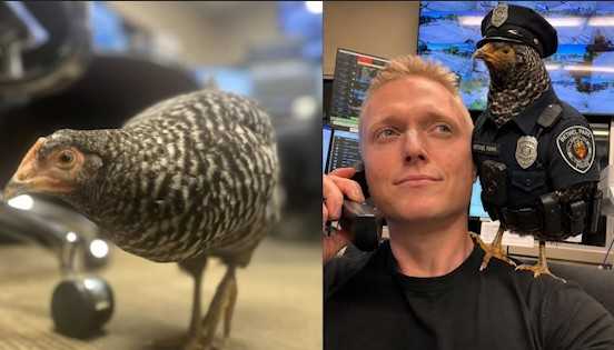 Lost chicken becomes temporary police recruit following road rescue