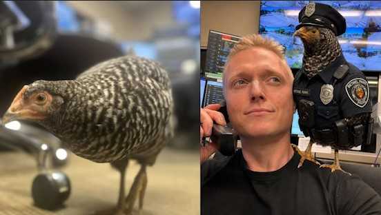 Lost chicken becomes temporary police recruit following road rescue