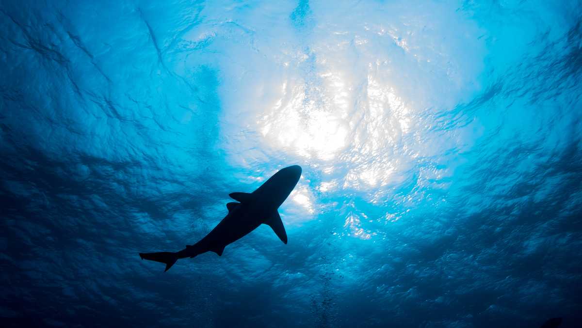 Ports in Cincinnati, Kentucky part of operation that seized 50K dried shark fins in U.S. last year