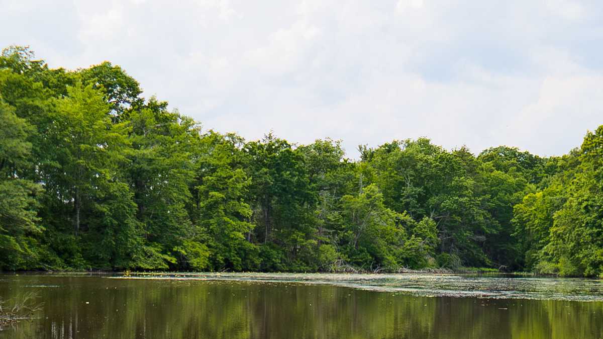 Toxic algae eyed when dog dies after swimming at Mass. pond