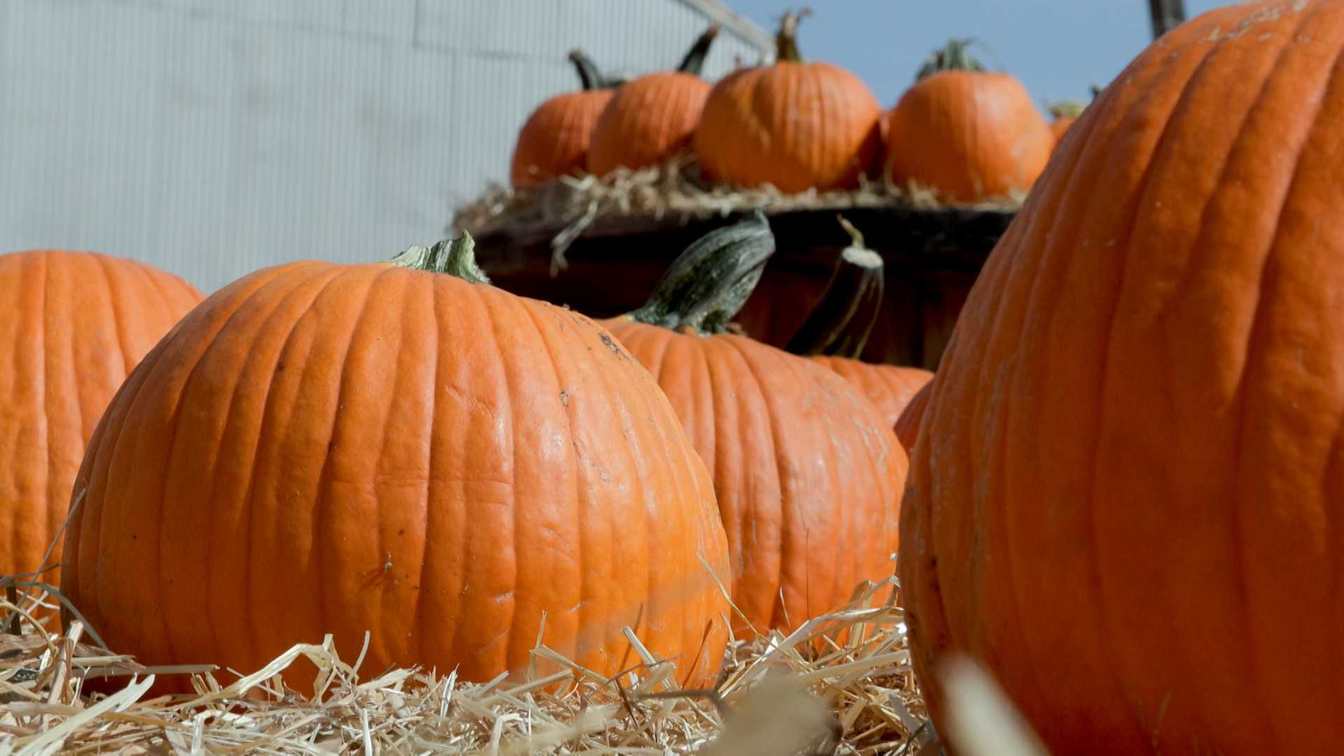 Fantozzi Farms in Patterson prepares for opening weekend