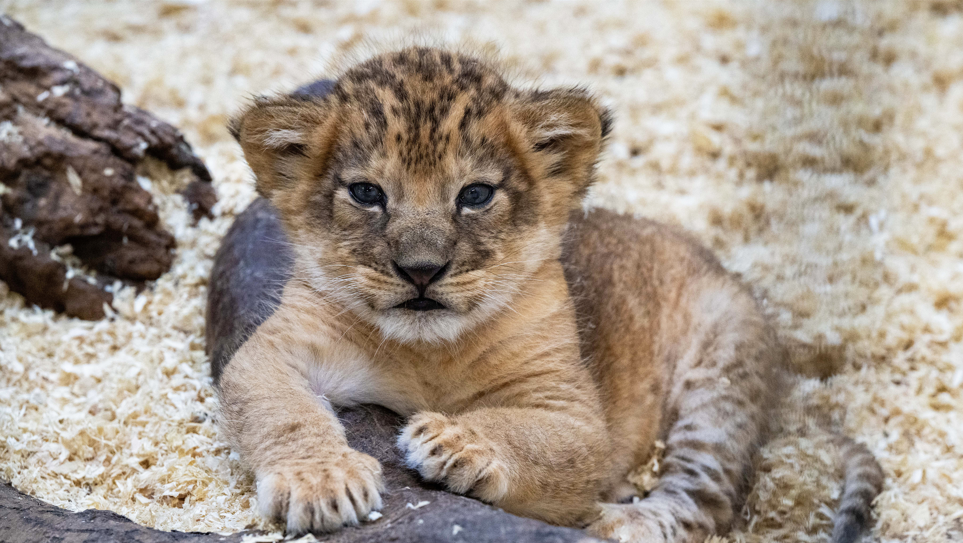 See the cutest lion cub just born at the Pittsburgh Zoo
