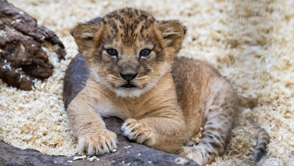 Pittsburgh Zoo announces name of newest lion cub: Kiazi