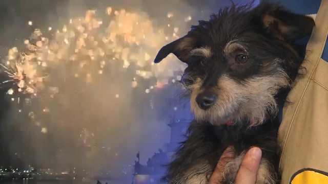 Maryland shelters brace for July 4 pet influx as fireworks and cookouts put pets at risk