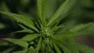 Trump Administration Considers Reclassifying Marijuana As A Less Dangerous Drug