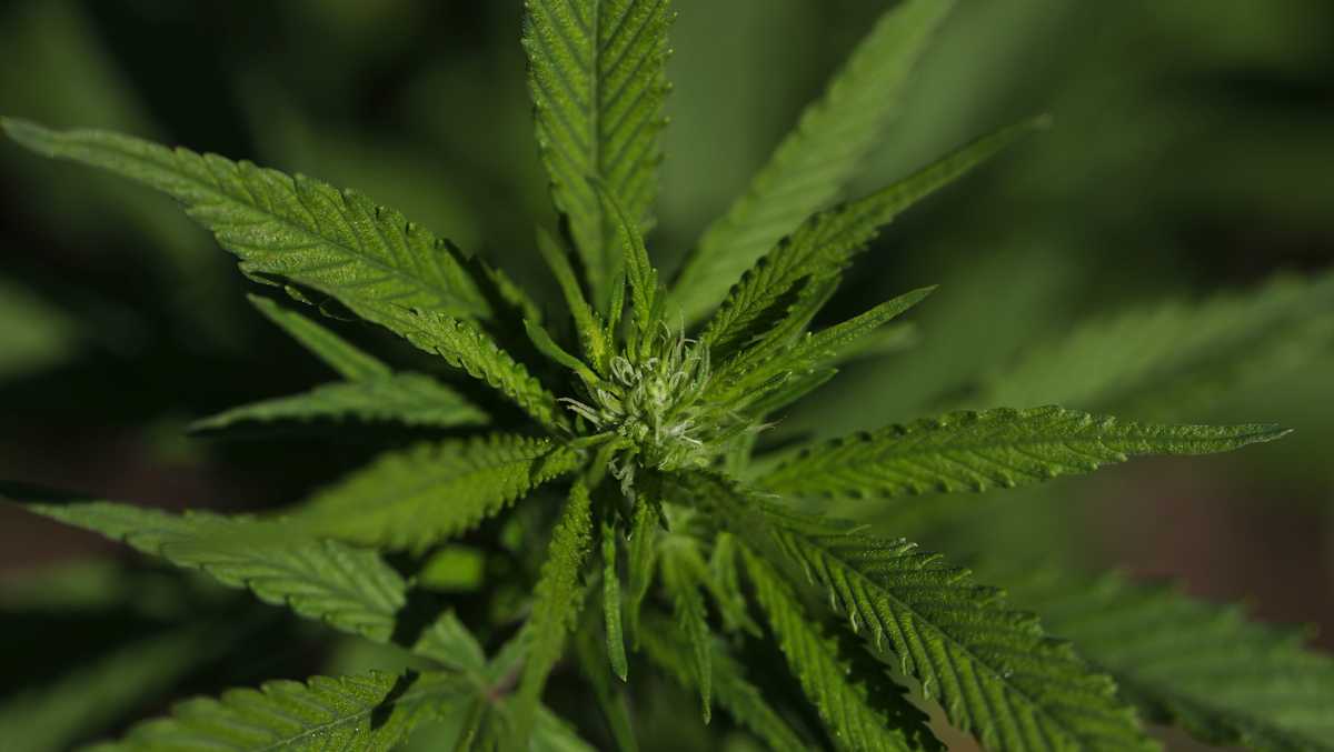 Trump memindahkan ganja medis berlisensi negara ke kategori federal yang sama dengan beberapa obat penghilang rasa sakit