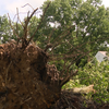 Massive trees uprooted as Oakmont declares state of emergency following storms