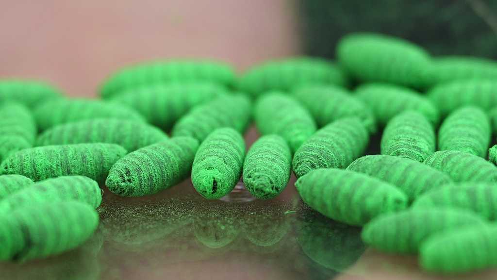 What pet owners need to know about the New World screwworm threat