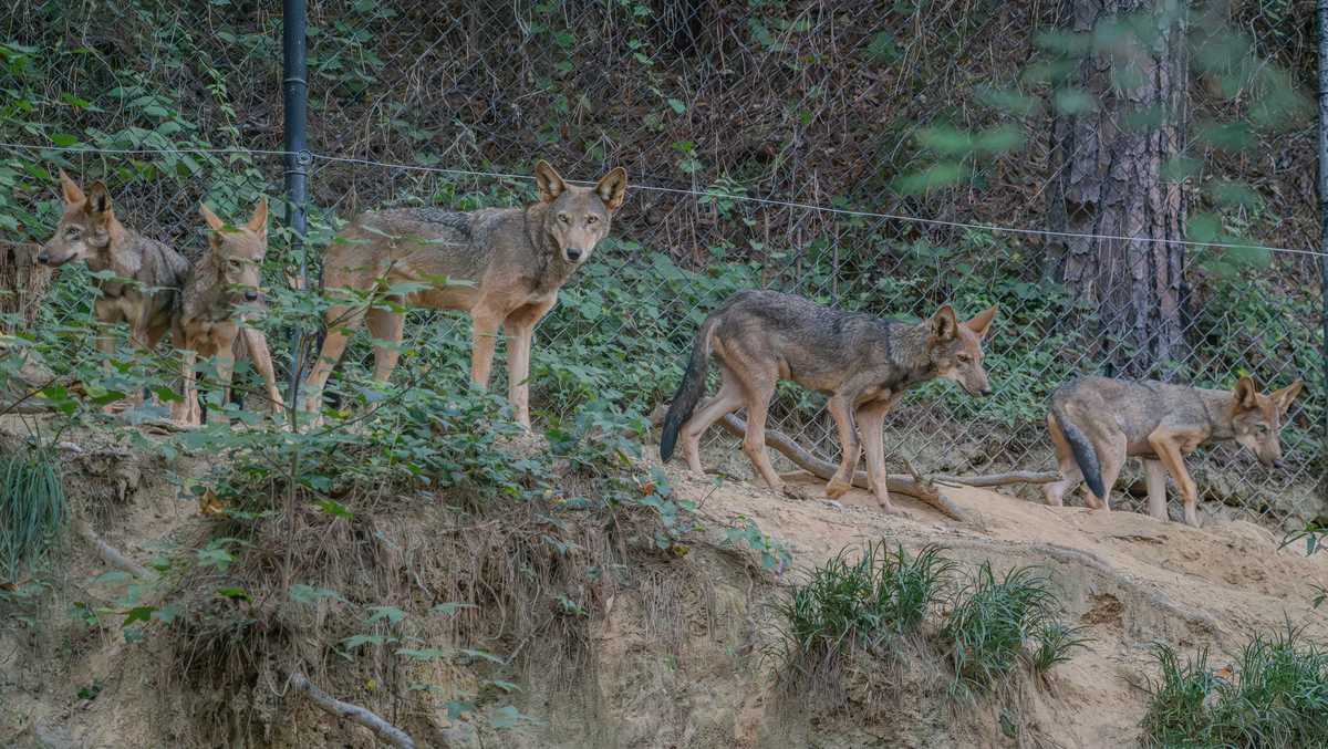 Endangered red wolves born in NC relocating to Wolf Conservation Center