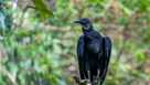 A Black vulture, Coragyps atratus, perched on a limb in Jardin, Colombia