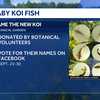 Greater Des Moines Botanical Garden welcomes baby koi