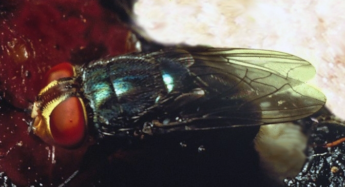 Officials testing for potential case of flesh-eating insect in the US: What to know