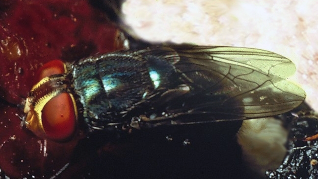USDA testing for potential case of flesh-eating insect in Texas