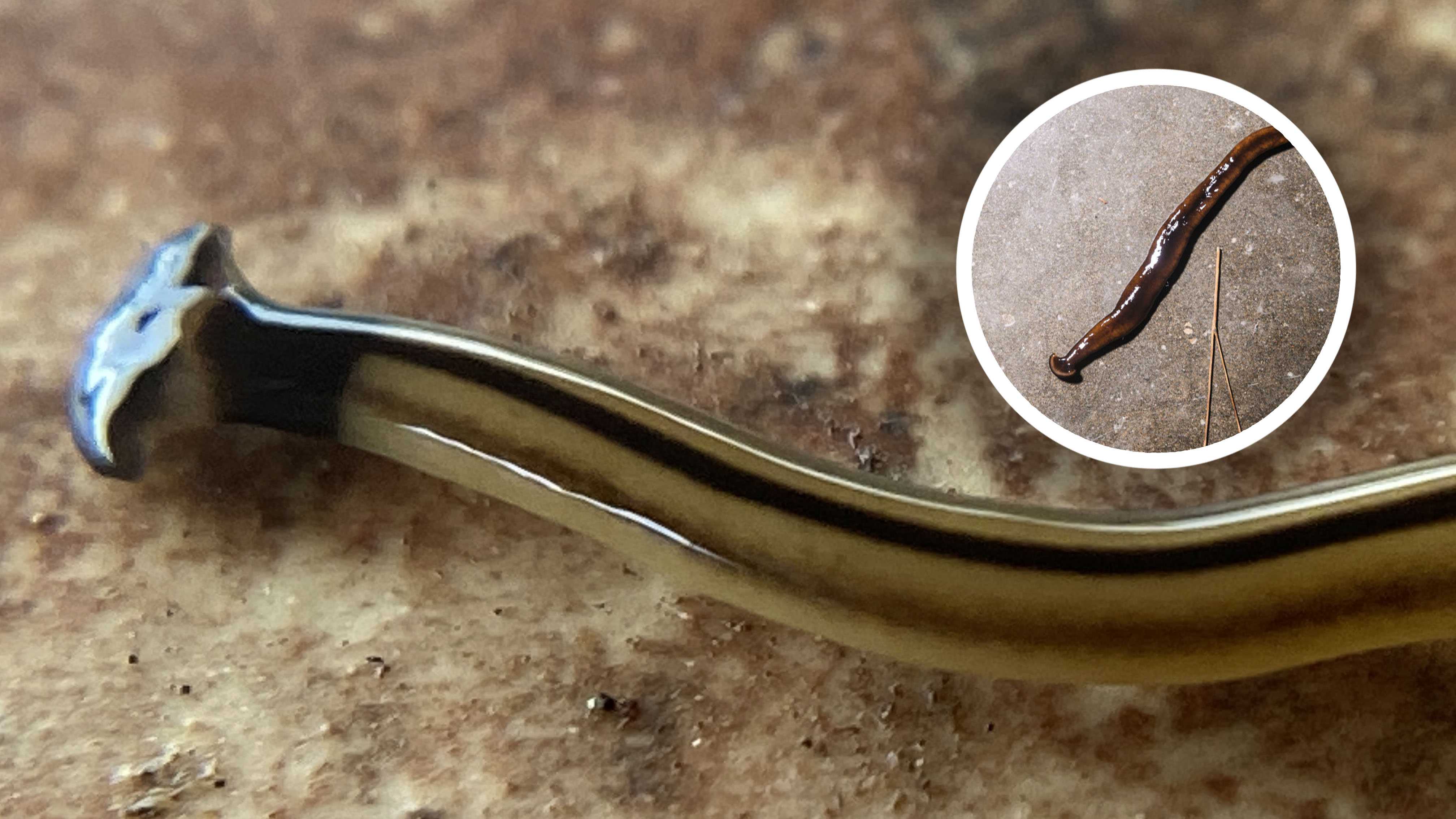 Don’t touch: Hammerhead worms are toxic and invasive – and they might be in your state