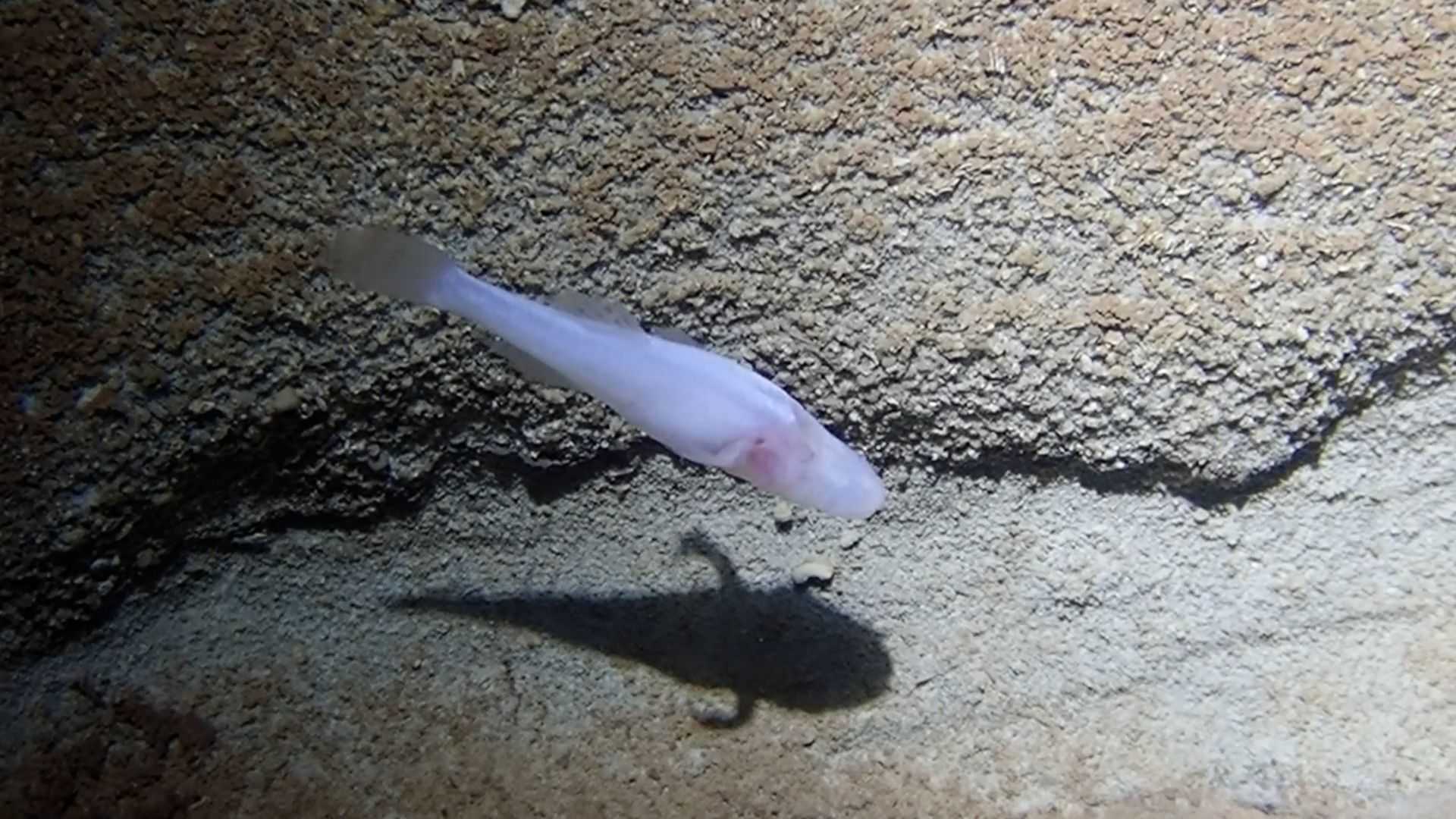 Scientists believe newly discovered demon cavefish may be among rarest fish in the world
