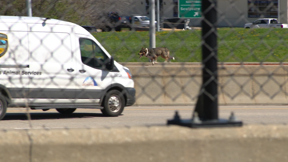 MUST SEE: Dog evades Des Moines police, stops traffic as it runs across Interstate 235
