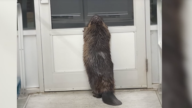 Video shows confused beaver wandering into store, getting stuck