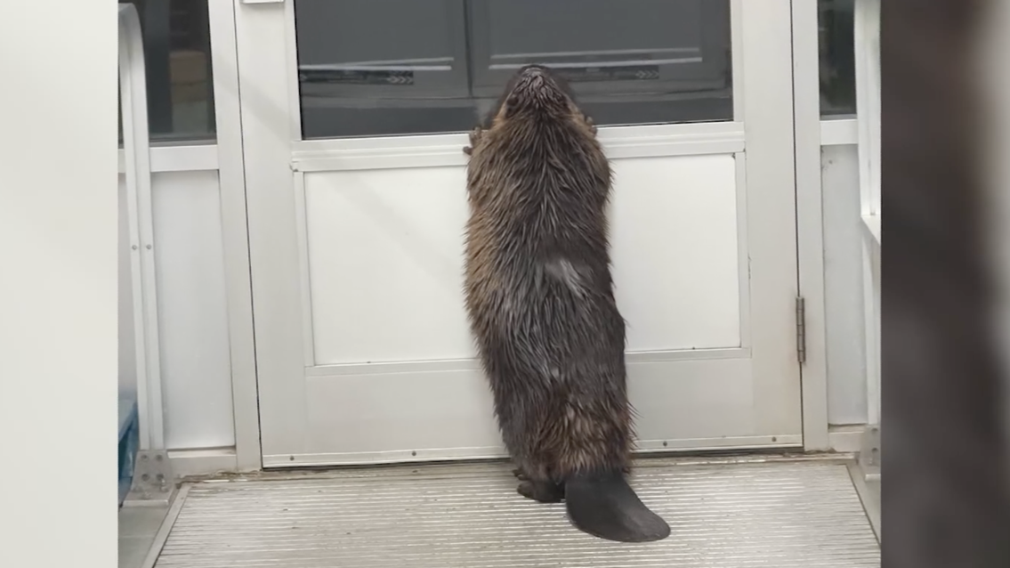 Video shows confused beaver wandering into store, getting stuck Video shows confused beaver wandering into store, getting stuck