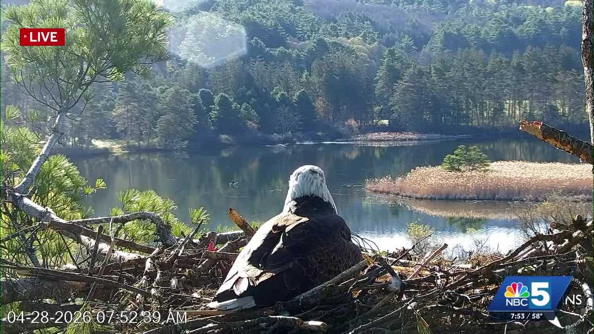 Vermont wild bald eagle live camera named '#1 way to add happiness to your day' by NYT