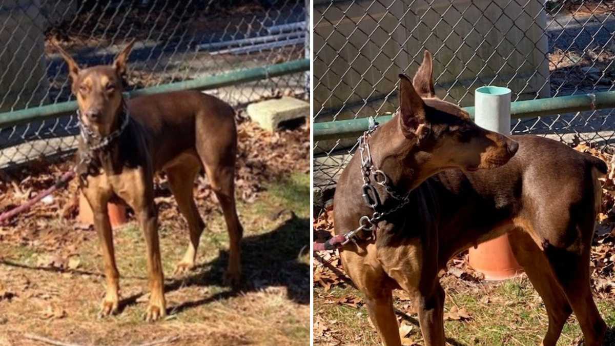 Attleboro Police seek public's help identifying owner of abandoned dog