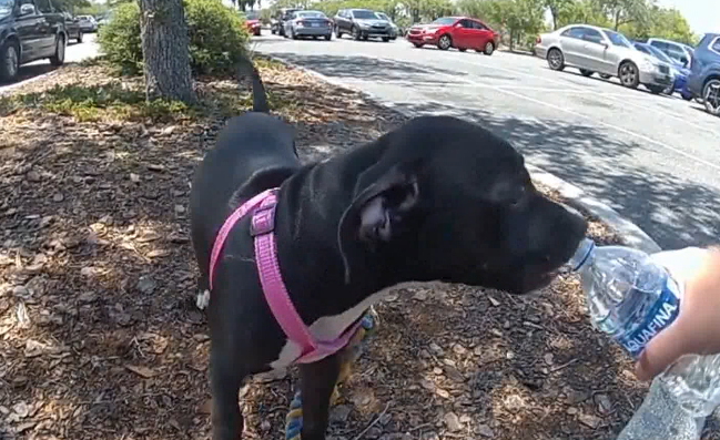 Video shows officers rescuing puppy from hot car in Florida