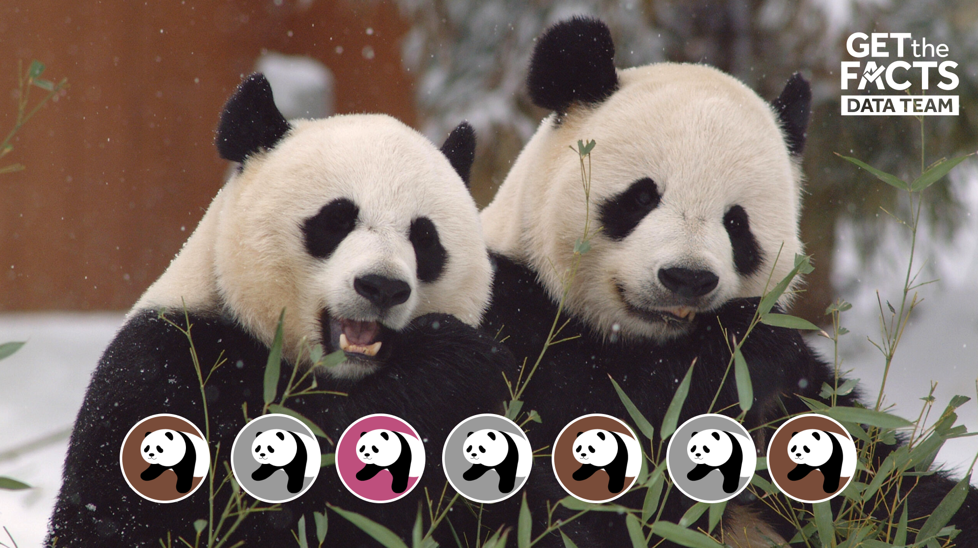 Panda diplomacy family tree: Here's every pair loaned to the US by China