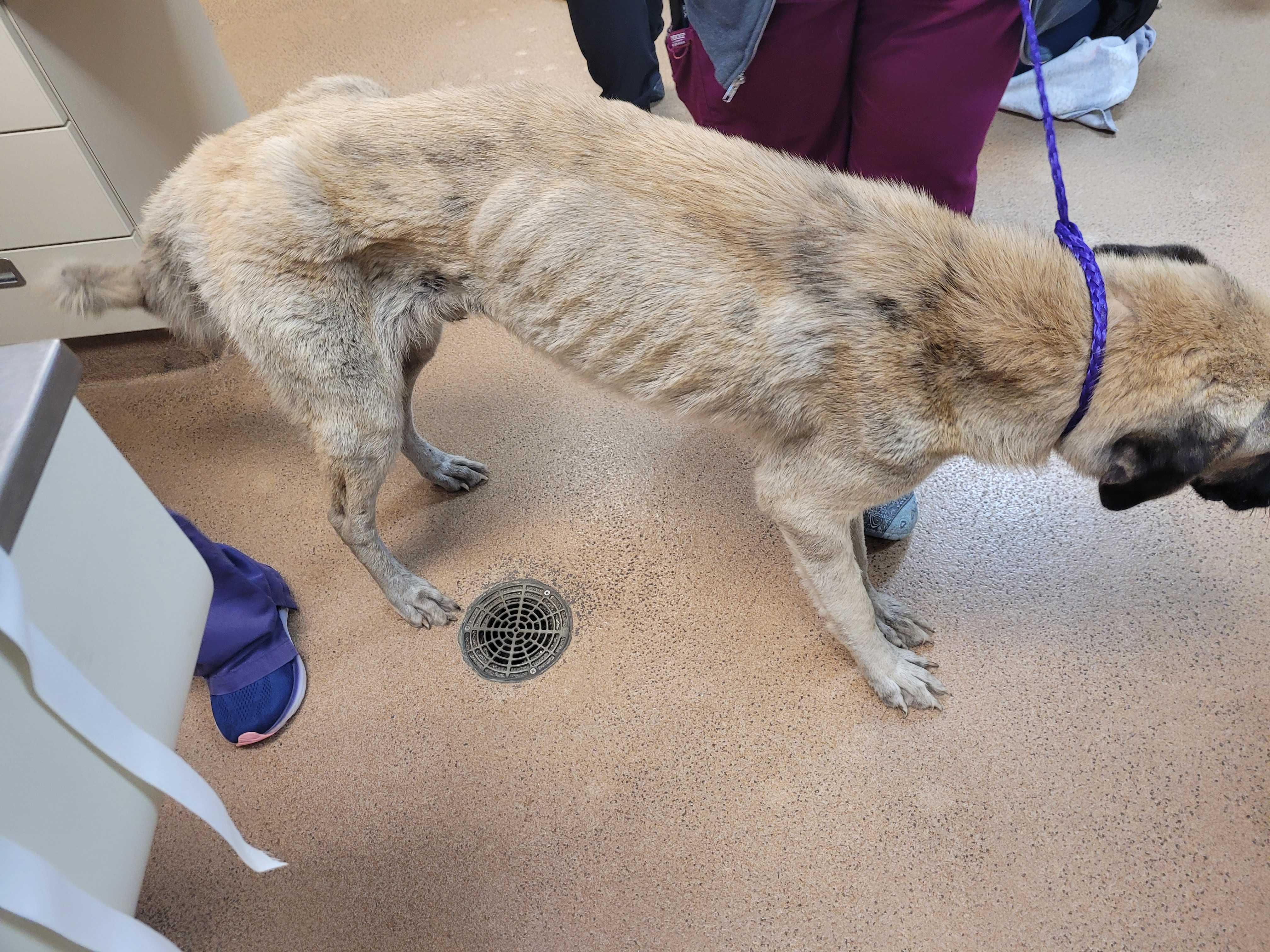 wpbf.com - Angela Rozier - Who is sick enough': Martin County man arrested after dead dog and neglected animals found on farm