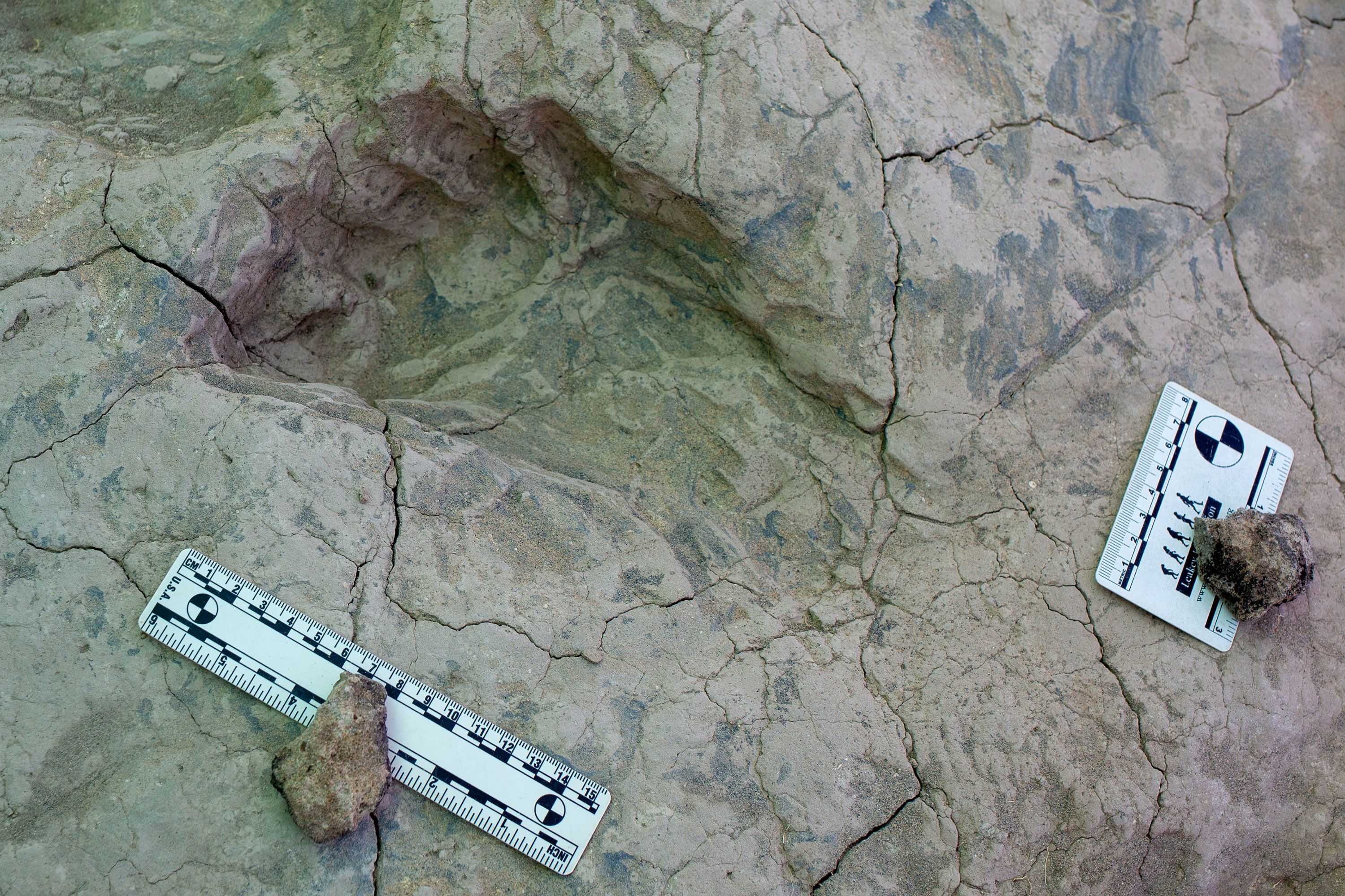 'A moment in time': Fossil footprints shed new light on the extinct 'Nutcracker Man'