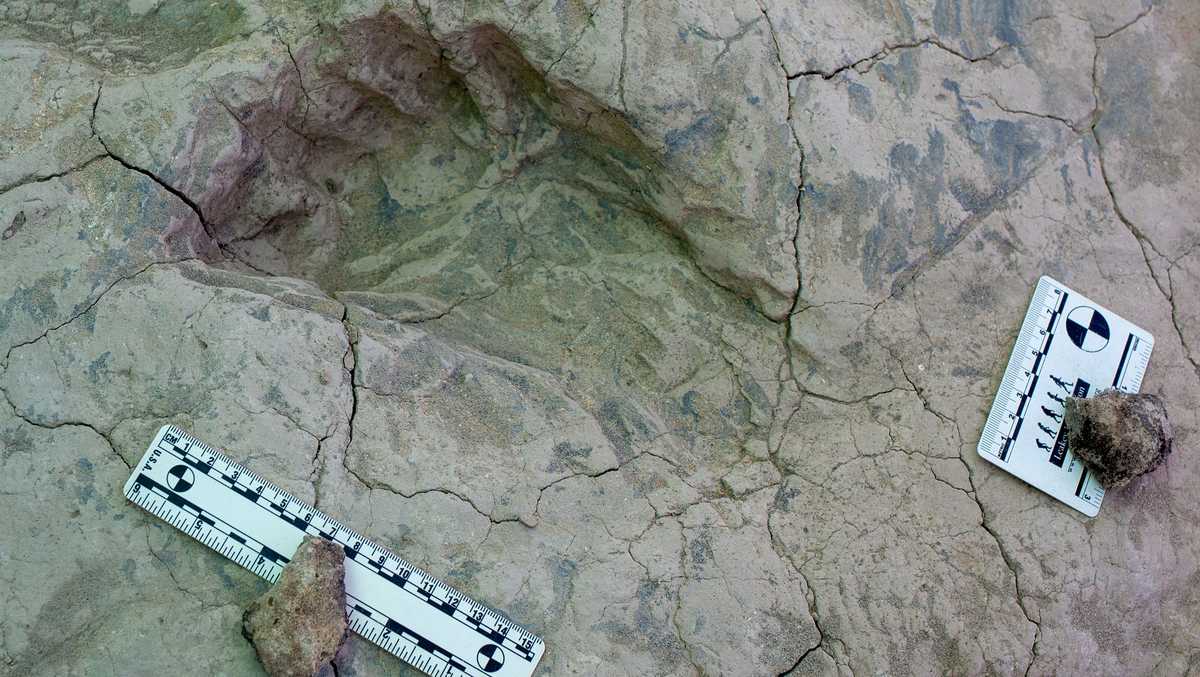 'A moment in time': Fossil footprints shed new light on the extinct 'Nutcracker Man'