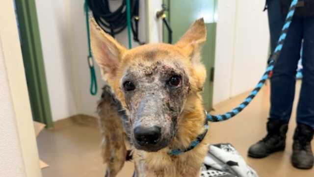 West Hempfield couple waives hearings in animal cruelty case