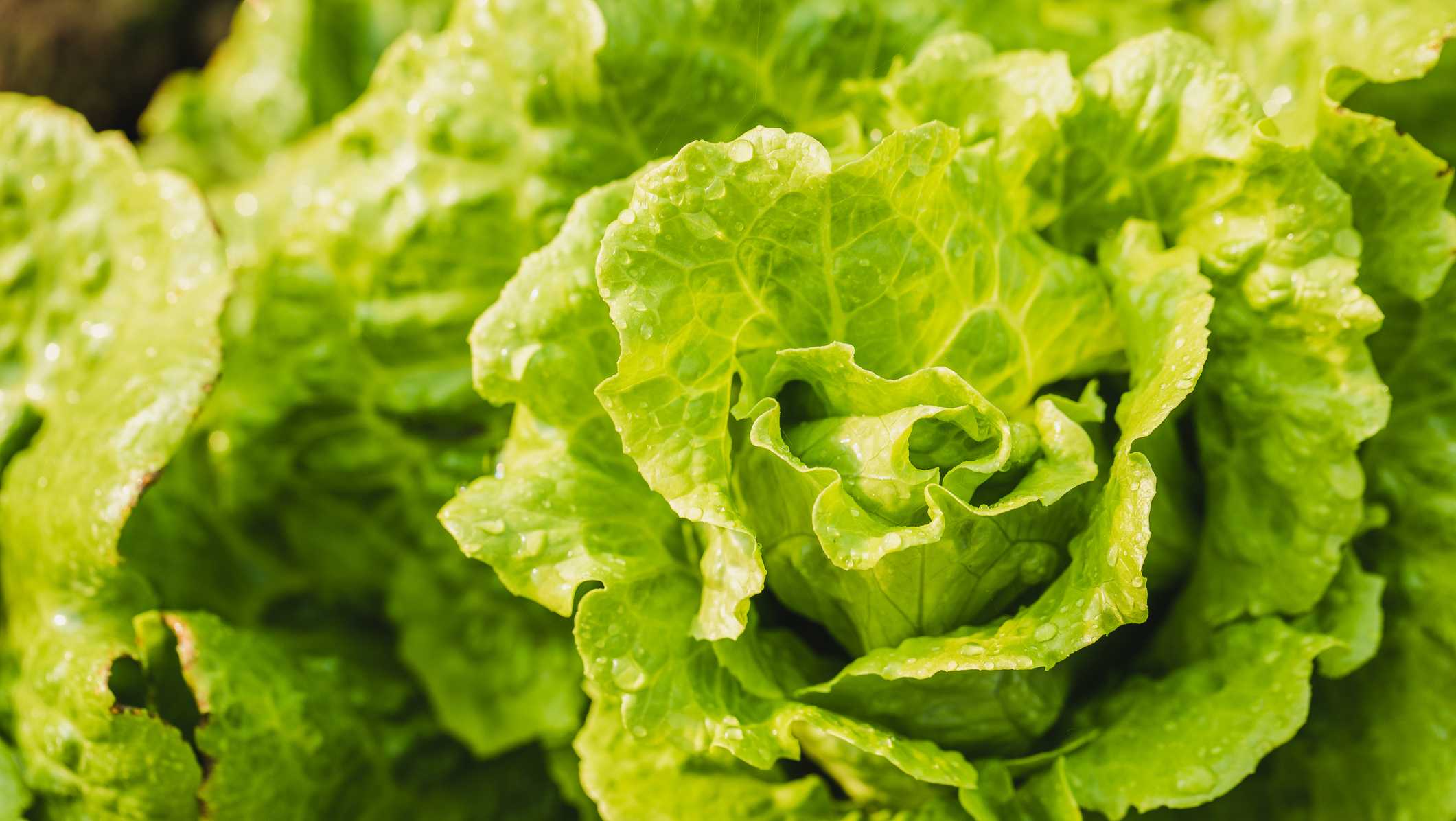 Lettuce from CA's Taylor Farms investigated as possible source in multistate cyclospora outbreak