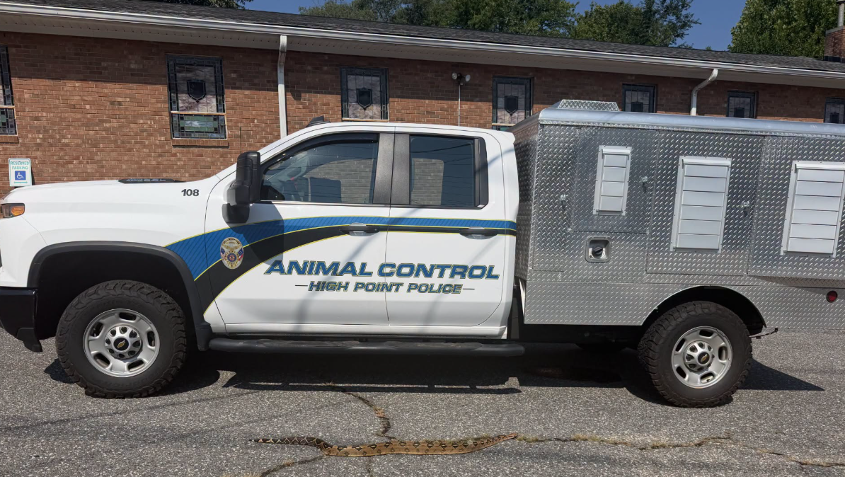 Pet boa constrictor found crossing Brentwood Street, safely recovered