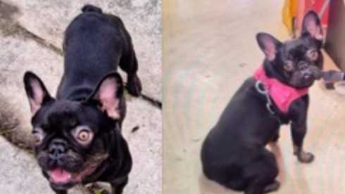 Can you help? French bulldog stolen during burglary in New Orleans