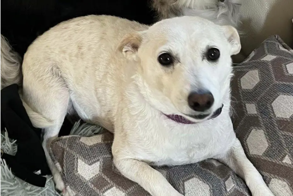 A Calif. family dog, missing in Yellowstone for over a month, has been found