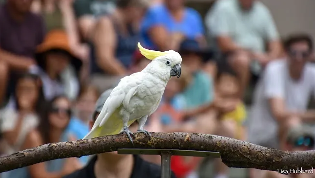 Cincinnati Zoo mourns Reggie, cockatoo star of bird show for 45 years