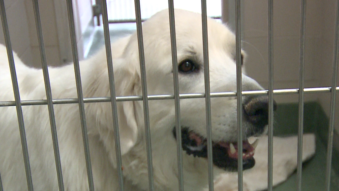 Kimbo is safe: Santa Fe dog facing euthanasia gets second chance