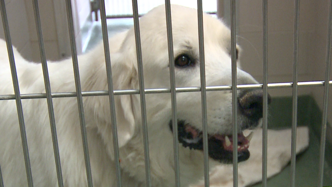 Justice for Kimbo - a group protests to save a dog from possible euthanasia