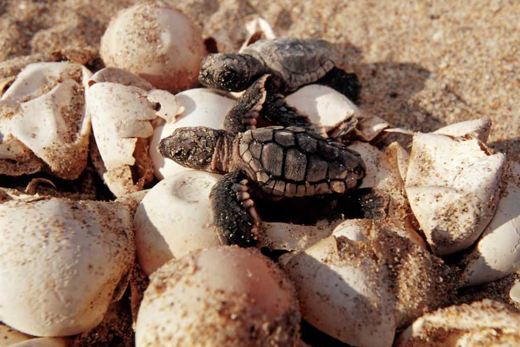 Sea turtle nesting season gets off to strong start with over 2,400 ...