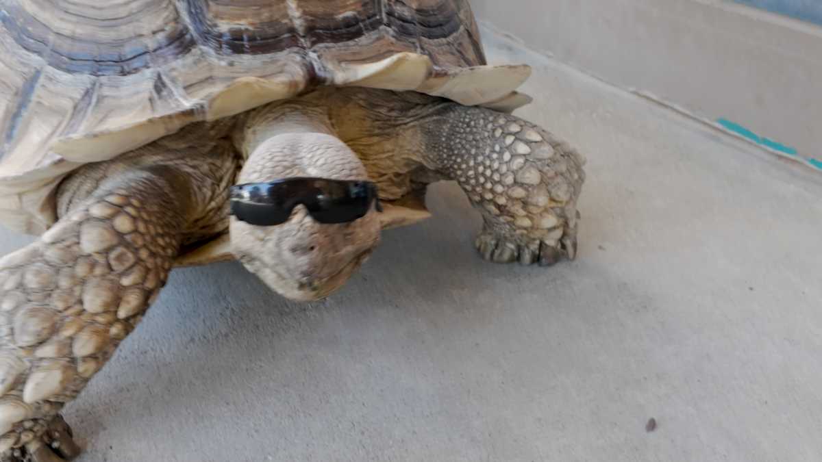 Modesto Weather Modesto tortoise Sherman becomes a social media sensation - KCRA