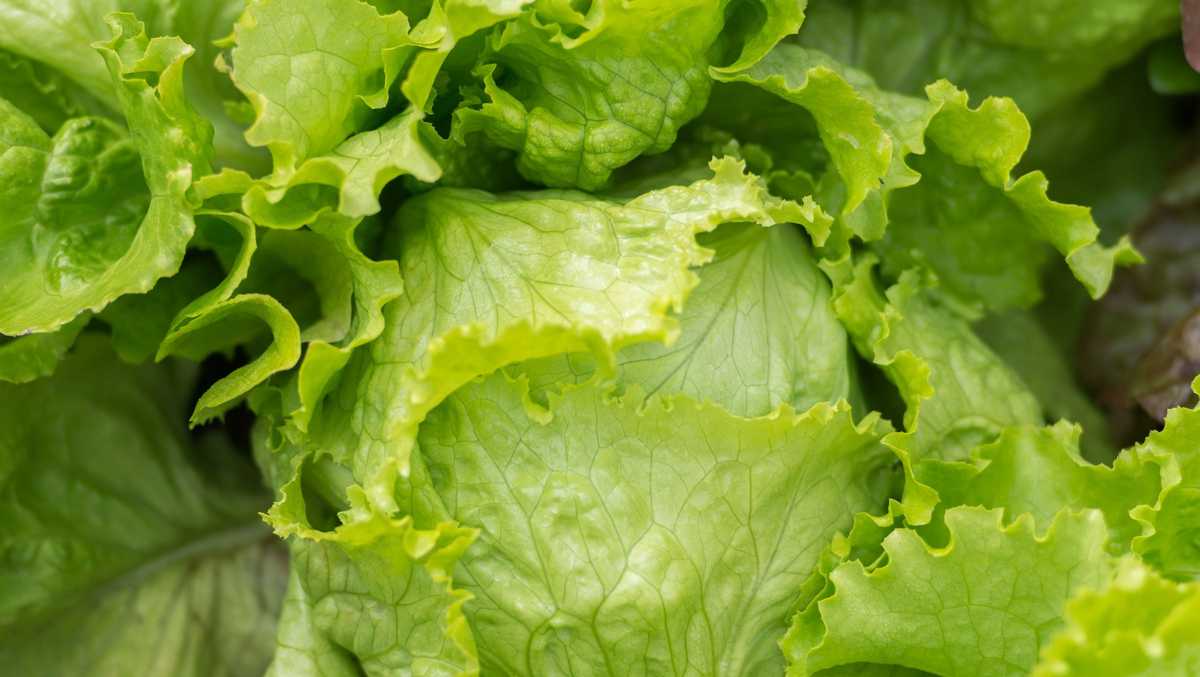 Is it safe to eat lettuce yet? What to know as cyclosporiasis outbreak lingers