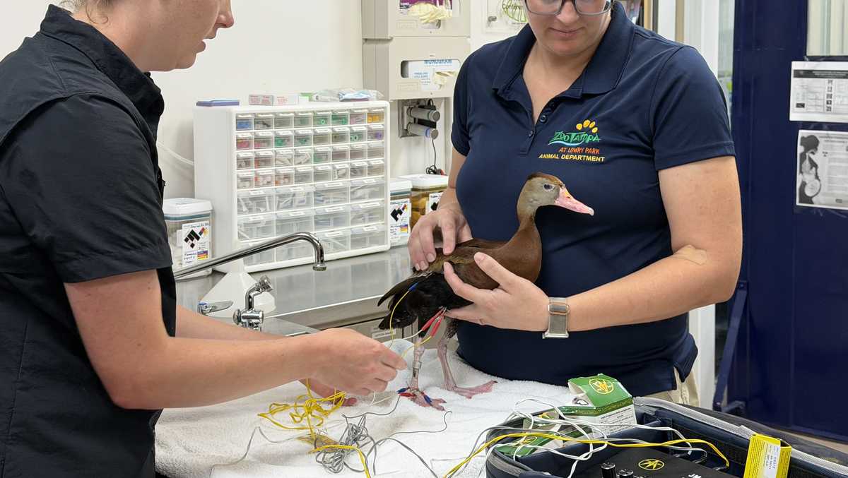 ZooTampa animals find relief through acupuncture