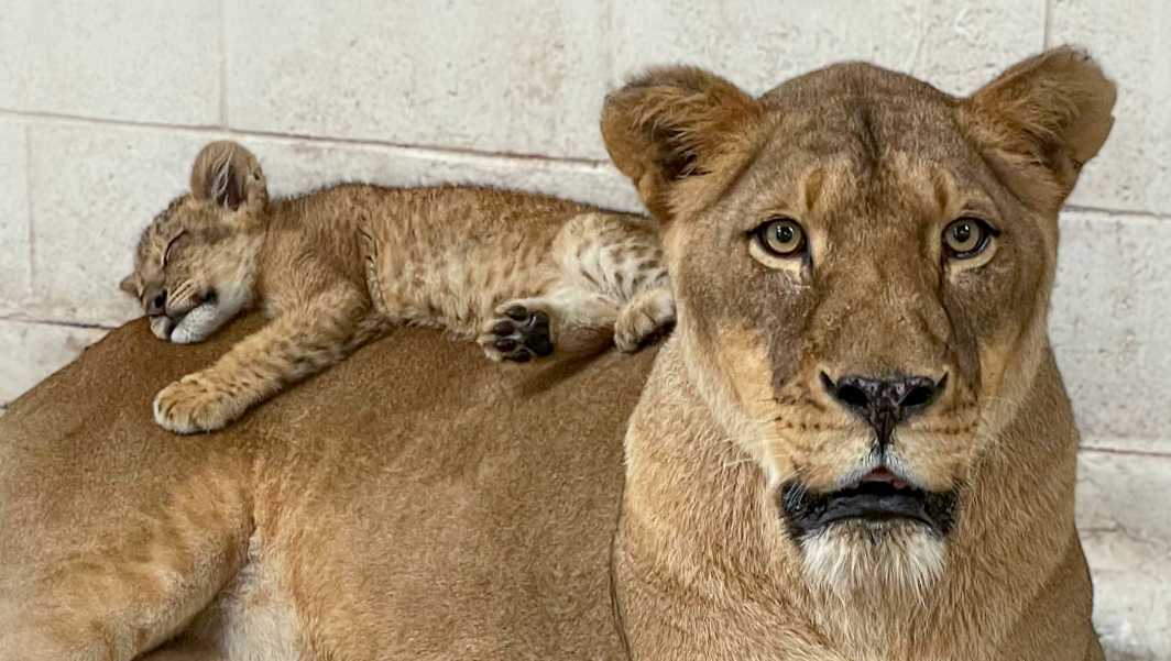 Here's how you can help name Pittsburgh Zoo's newest cub
