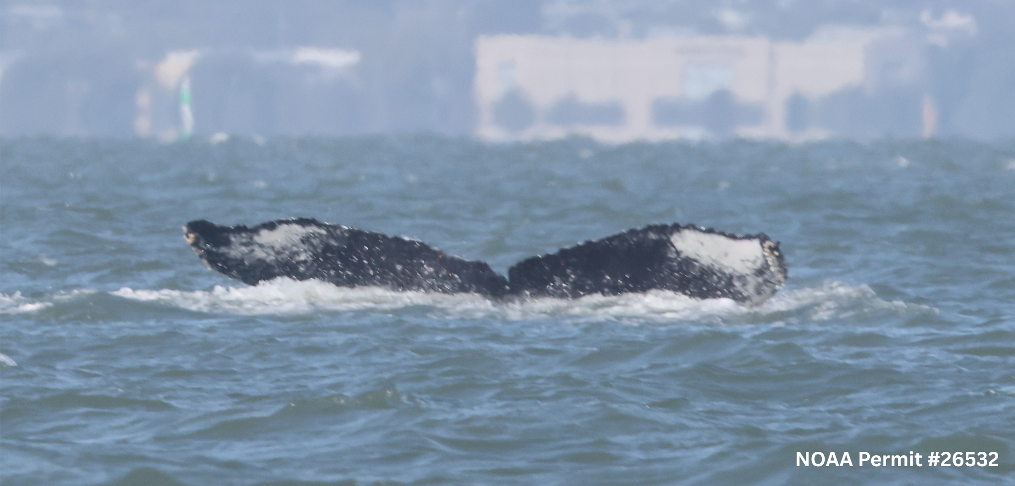 Watch: Humpback whale seen swimming in the Sacramento River near Rio Vista