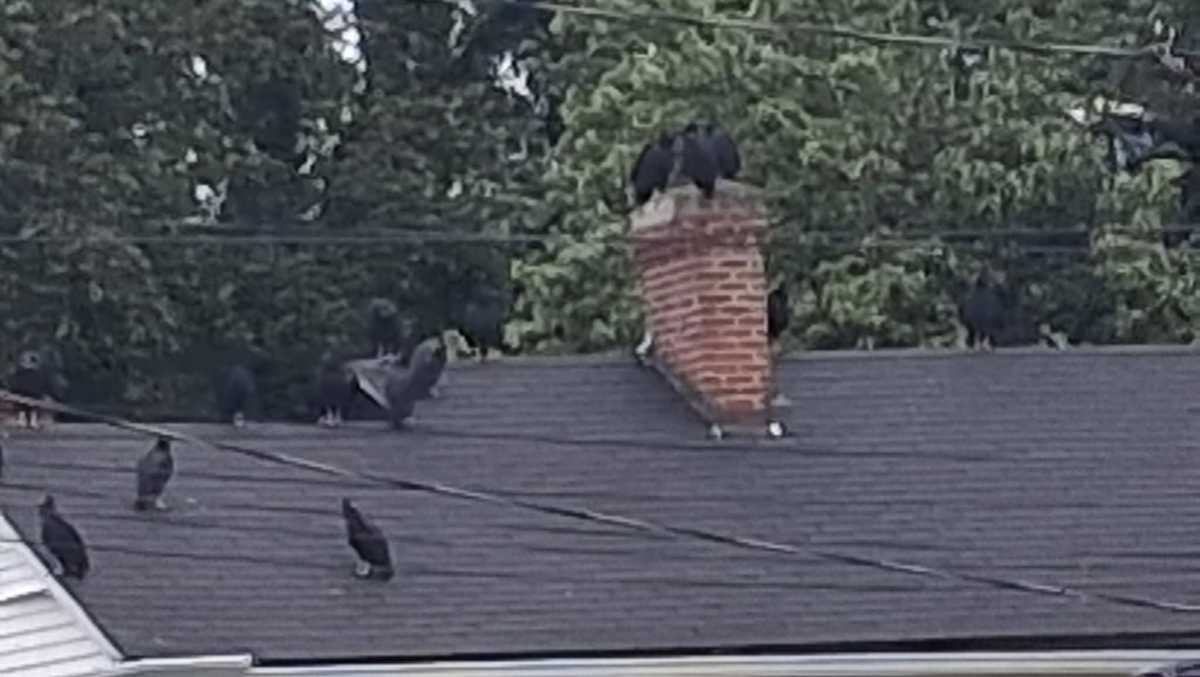 PHOTOS | Vultures swarming street in Portland neighborhood