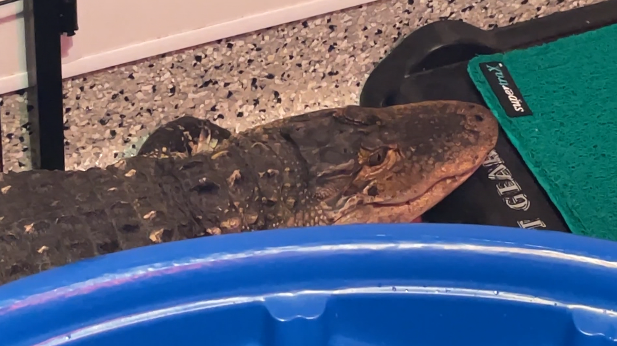 Here's what's next for Longview Lou, alligator captured at Longview Lake