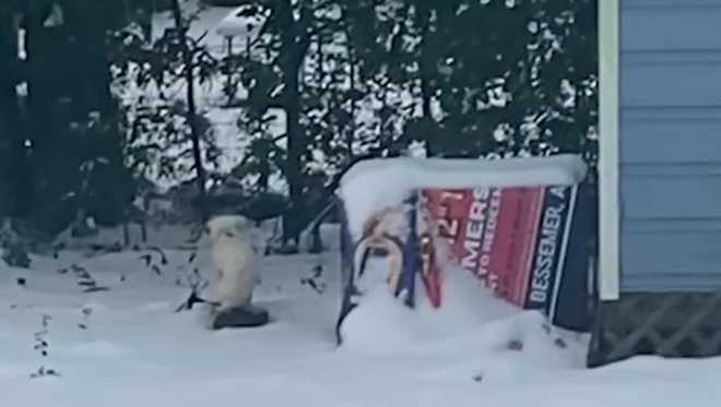 La ley de Beau, la primera legislación de protección de mascotas de Alabama en 26 años, se dirige al escritorio del gobernador.