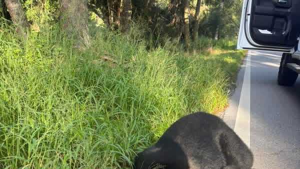 'We don't see a lot of bears': 400-pound black bear killed in Martin County traffic accident