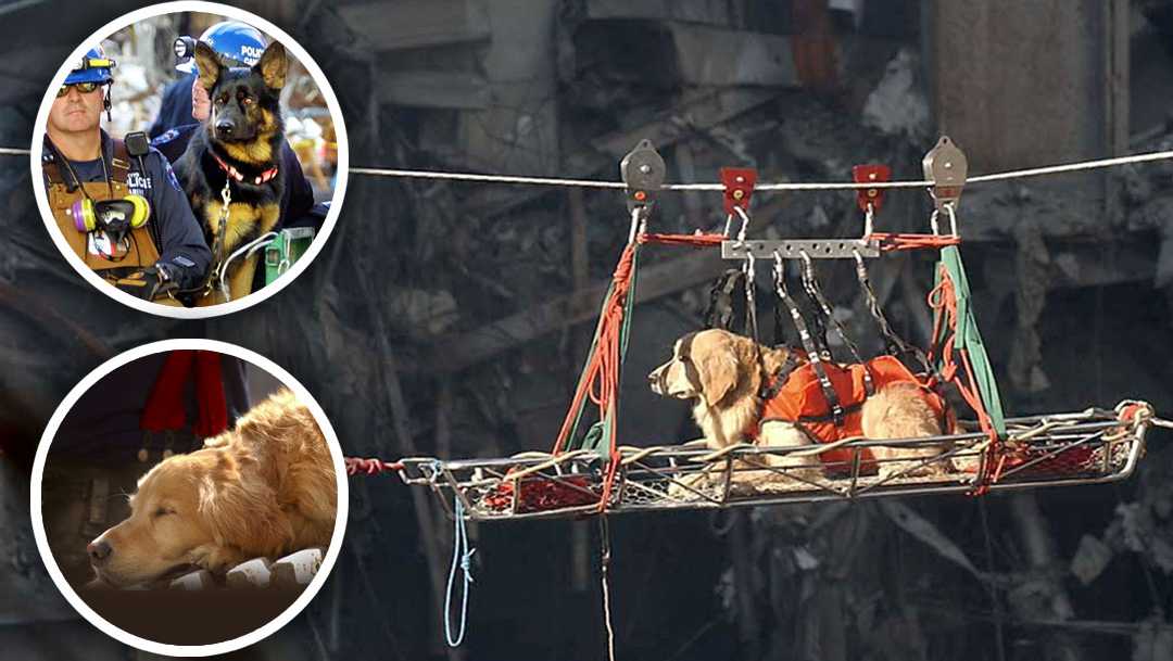 Remembering the search and rescue dogs of ground zero