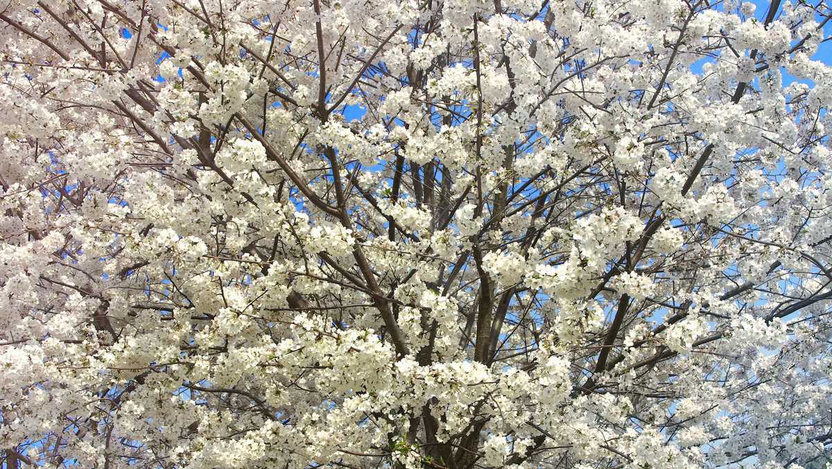 Which cities in North Carolina are the top 100 worst nationwide for allergies